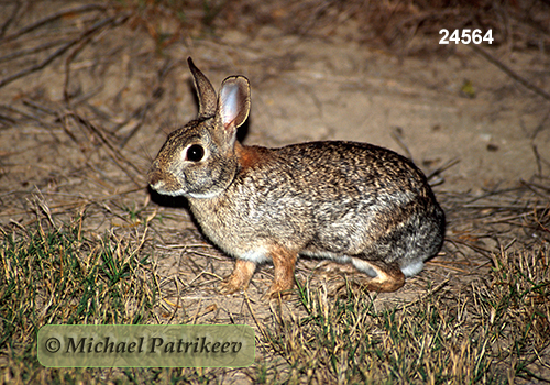 Eastern Cottontail (Sylvilagus floridanus)